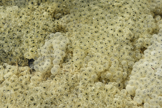 Frog spawn in puddle
