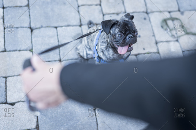 Woman holding dog lead of her pug