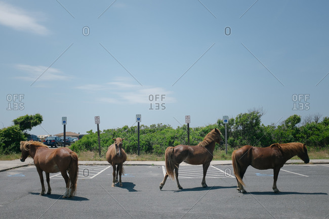 Horses standing in a parking lot