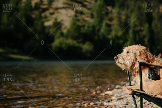 A dog sits in a camping chair at the river