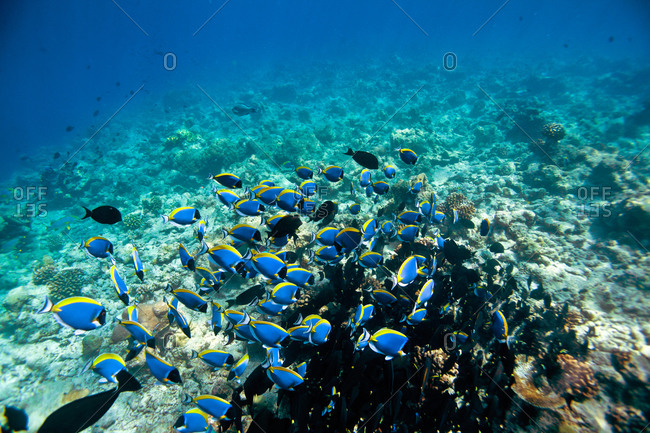 Tropical fish swim on the ocean floor