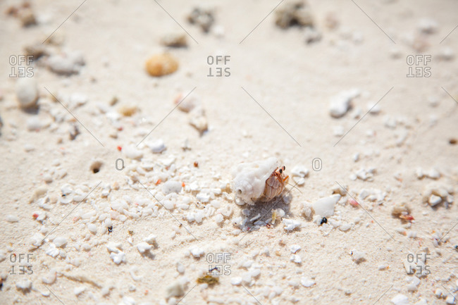 A hermit crab in its shell
