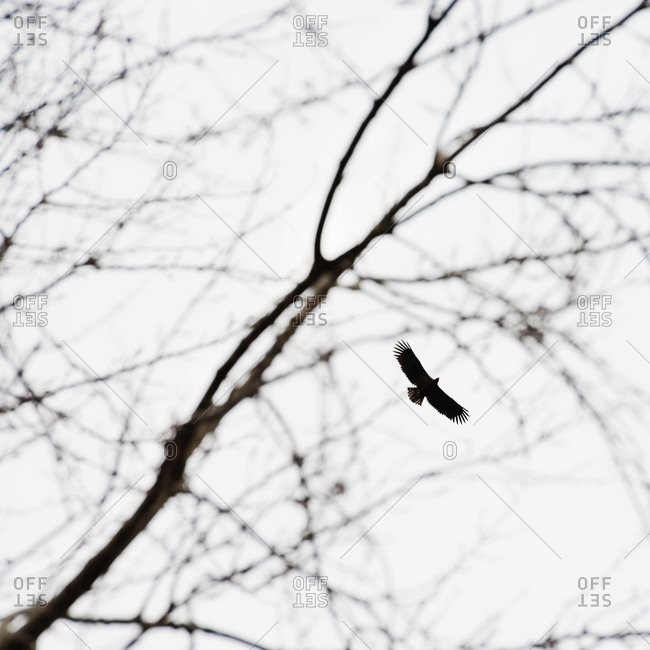 Bird soaring through branches