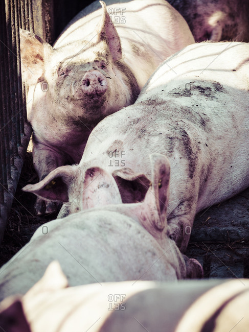 Pigs having a rest