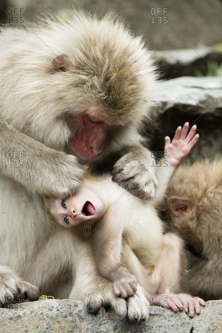 Snow monkey grooming a protesting baby monkey