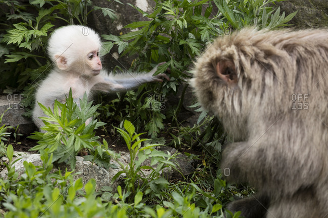 White baby snow monkey forages with its mother