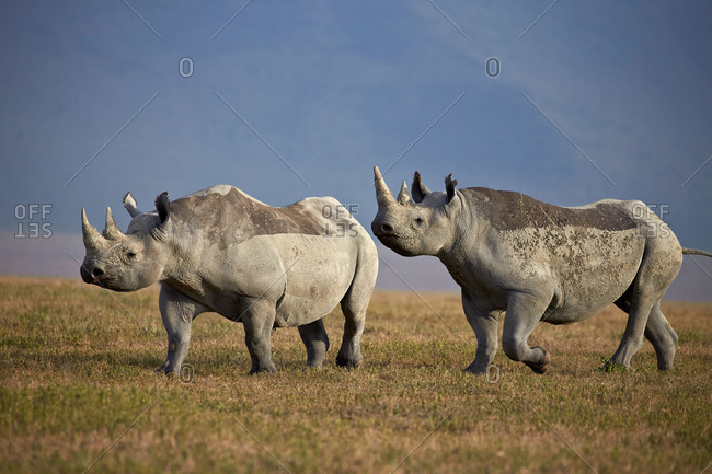 Two black rhinoceros (hook-lipped rhinoceros) (Diceros bicornis), Ngorongoro Crater, Tanzania, East Africa, Africa