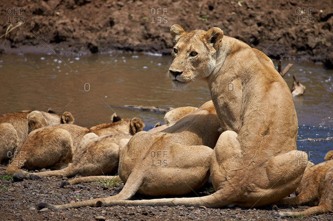 Lions (Panthera Leo) drinking, lionesses and cubs, Ngorongoro Crater, Tanzania, East Africa, Africa