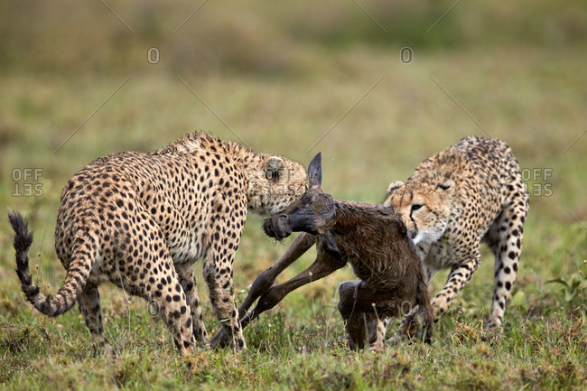 Two male cheetah (Acinonyx jubatus) killing a new born blue wildebeest (brindled gnu) (Connochaetes taurinus) calf, Ngorongoro Conservation Area, Serengeti, Tanzania, East Africa, Africa
