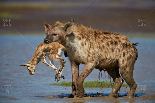 Spotted hyena (spotted hyaena) (Crocuta crocuta) with a baby Thomson\'s Gazelle (Gazella thomsonii), Ngorongoro Conservation Area, Serengeti, Tanzania, East Africa, Africa