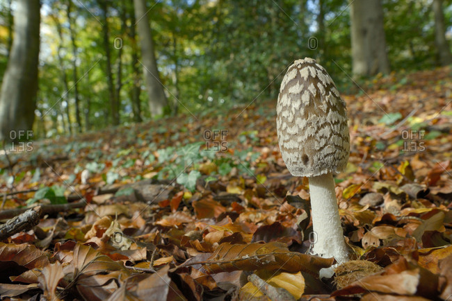 Magpie Inkcap (Coprinopsis) (Coprinus picacea) in beech woodland, Buckholt Wood National Nature Reserve, Gloucestershire, England, United Kingdom, Europe