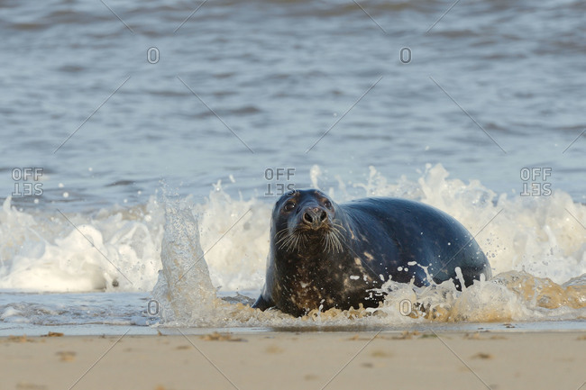 Grey seal (Halichoerus grypus) adult hauling ashore among breaking waves, Norfolk, England, United Kingdom, Europe