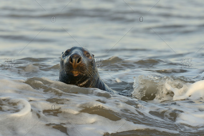 Alert grey seal (Halichoerus grypus) spy hopping at the crest of a wave to look ashore in sunset light in January, Norfolk, England, United Kingdom, Europe