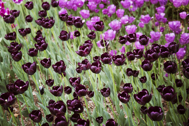 Purple tulips growing in garden