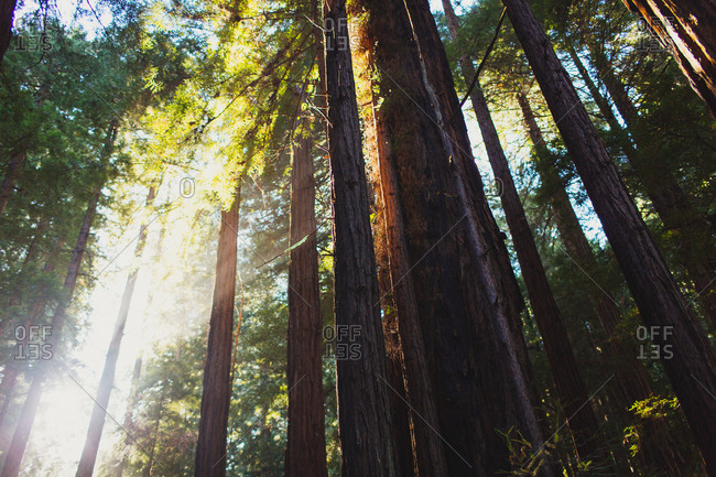 Sun streams in from behind redwood trees in Muir Woods, California