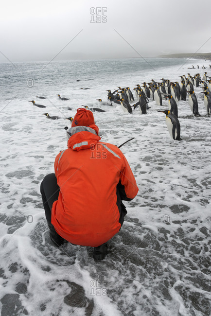 Person watching of a small colony of King Penguins on a beach in South Georgia