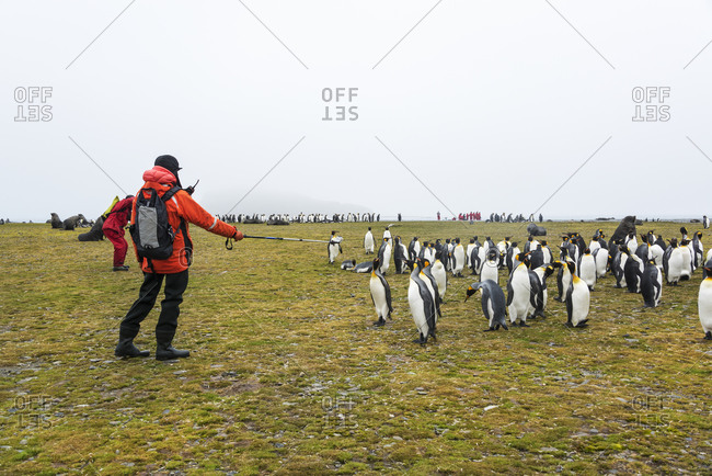 People watching a small colony of King Penguins on South Georgia