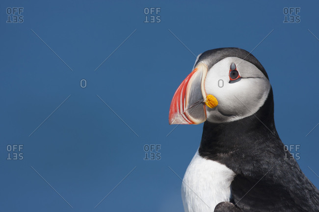 Profile of an Atlantic Puffin