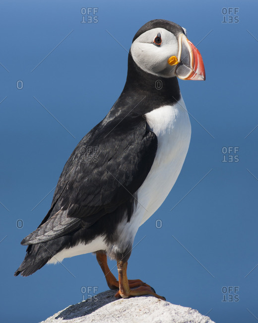 An Atlantic Puffin on a rock