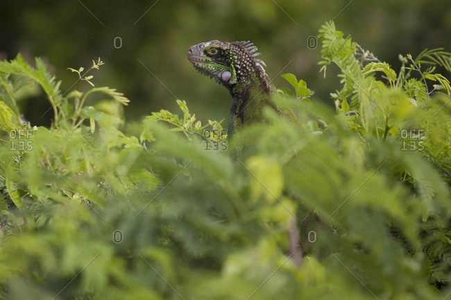 Green Iguana hidden in lush foliage