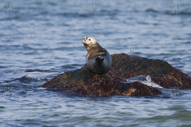 Grey Seal resting on a rock in ocean