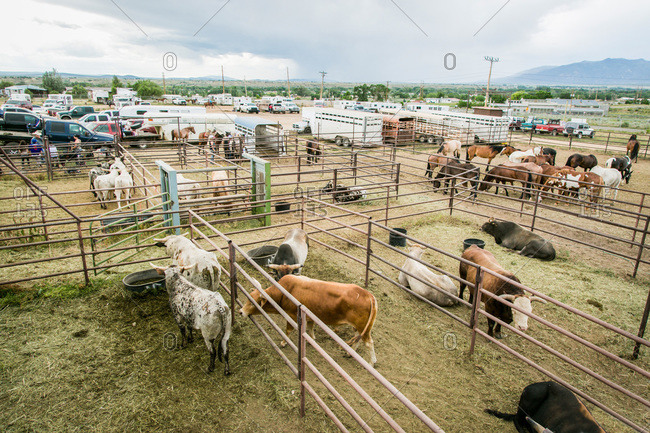 Cattle and horses in pens at a rodeo