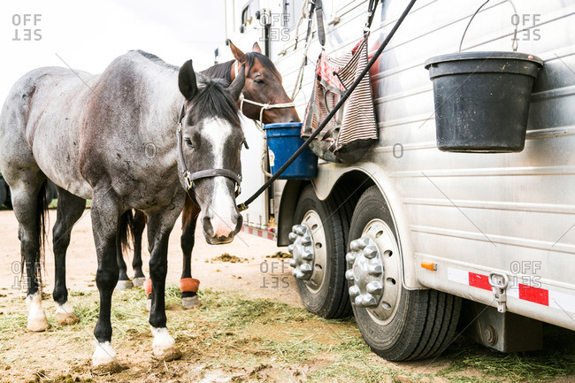 Horses tied to a horse trailer