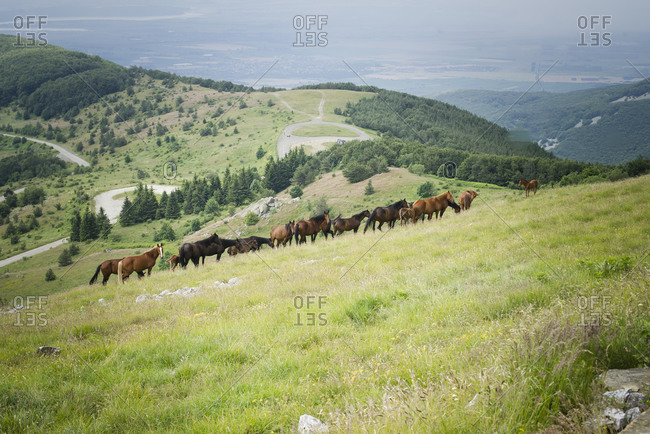 Wild horses in the Central Balkan Mountains, Bulgaria