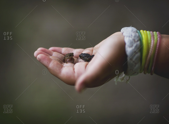 A girl holds baby frogs