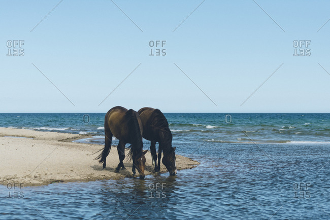 Wild horses drink water at the beach in Sweden