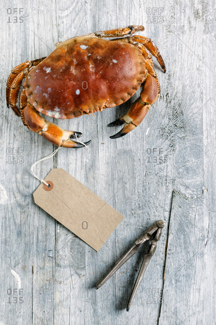 A steamed dungeness crab next to a cracker