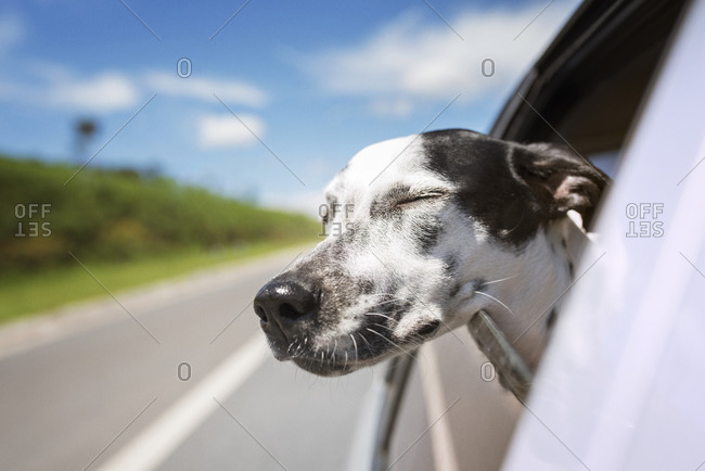 Black and white dog resting head on car window