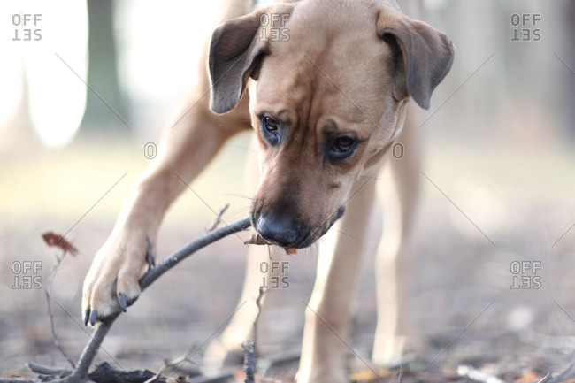 Dog biting a stick in the woods