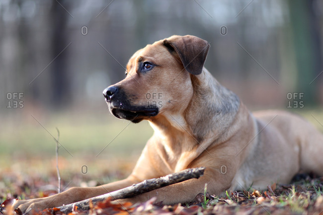 Dog laying on forest ground with stick