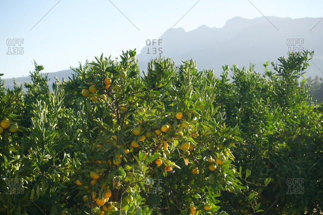 Lemon tree and mountain in South Africa