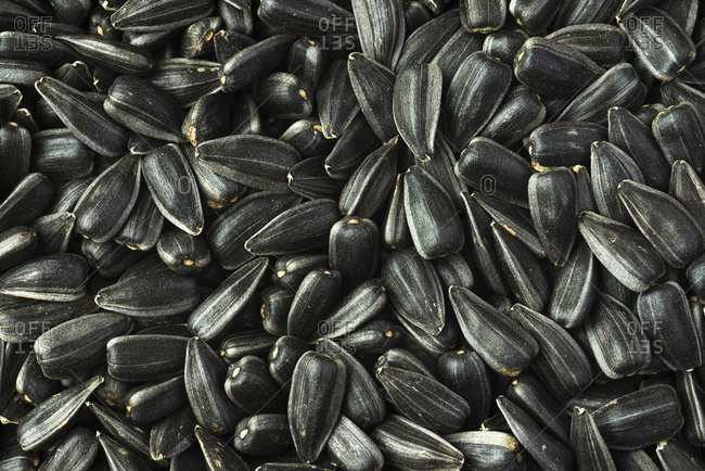 A pile of high oil, commercial, sunflower seeds after harvest