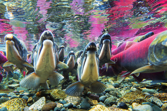 Sockeye salmon underwater in Paxson, Alaska