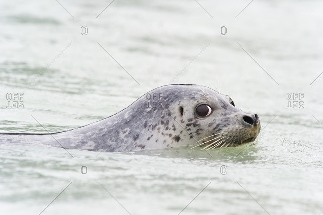 Seal swimming and looking to the side into the camera in Valdez, Alaska