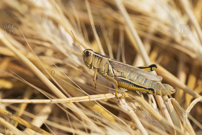 Close up of a grasshopper on ripe cut wheat in Alberta, Canada