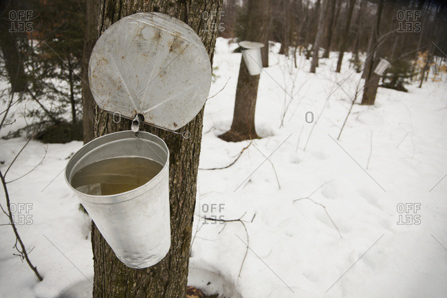 Collecting maple syrup from a tree in Quebec, Canada