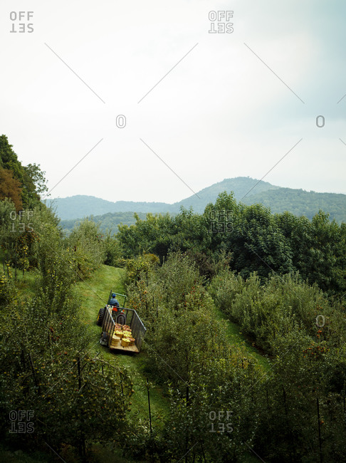 Tractor with baskets of apples in an orchard