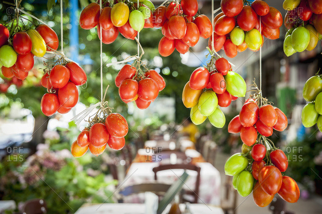 Ripe and unripe tomatoes hanging in Lasithi Plateau, Crete, Greece