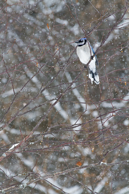 Blue jay (Cyanocitta cristata) perched on a branch under snowfall in Quebec, Canada