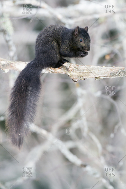 Black Eastern grey squirrel (Sciurus carolinensis) on a branch in Quebec, Canada