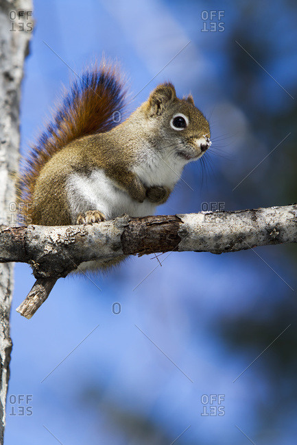 Eastern grey squirrel (Sciurus carolinensis) perched on a branch in Quebec, Canada