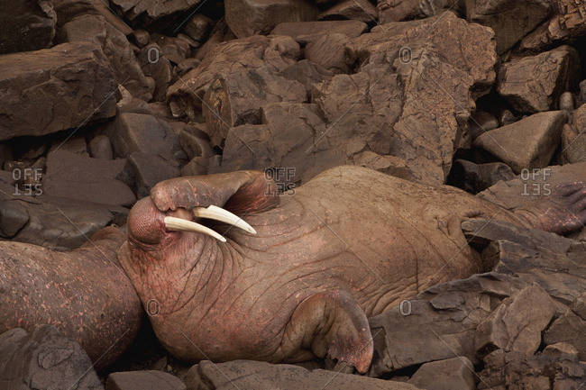 Two Pacific walrus males resting side-by-side at Walrus Islands State Game Sanctuary, Round Island, Bristol Bay, Western Alaska