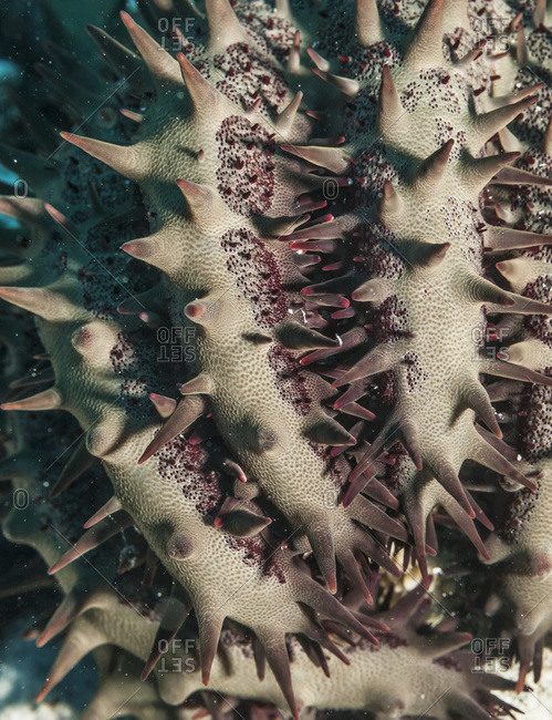Close up of crown-of-thorns sea star (Acanthaster planci) near Kona, Island of Hawaii