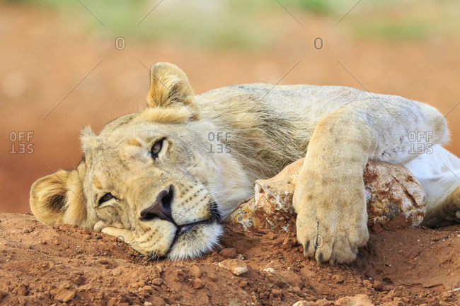 Lazy young lion, Etosha National Park