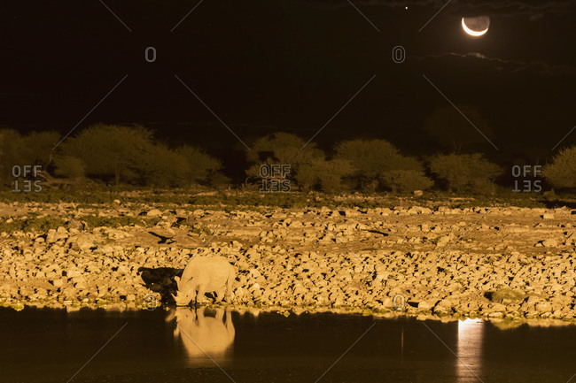 African black rhino at Okaukuejo water hole by night, Etosha National Park