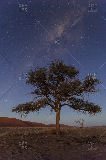 Acacia in front of starry sky, Namib Naukluft National Park